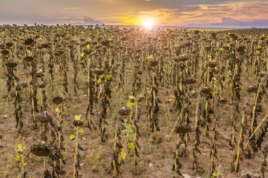 Sequía: Qué es, causas, consecuencias y como afecta a España.