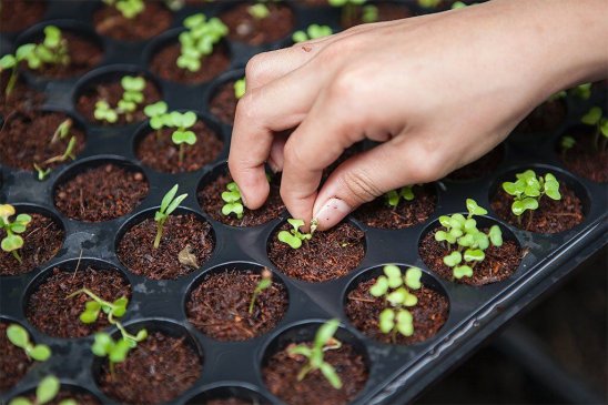 Cómo hacer un semillero casero: todo lo que necesitas saber