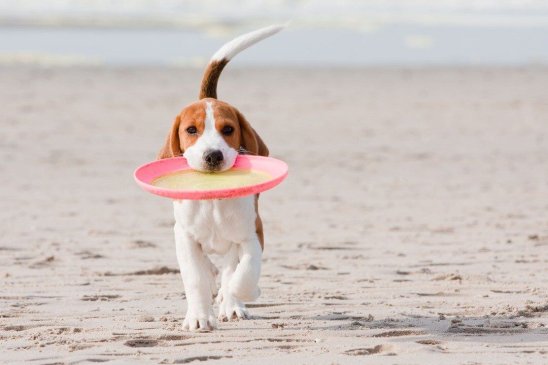 Las 7 Mejores Playas Para Perros En España