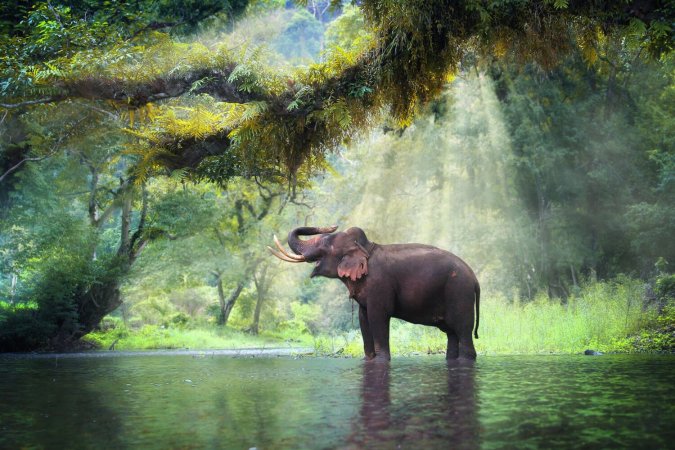 Elefantes: Donde viven, características y su situación actual