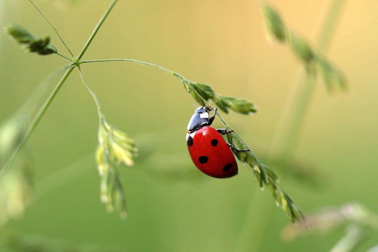 Foto de una Coccinélidos, más conocida como mariquita, catarina o conchuela