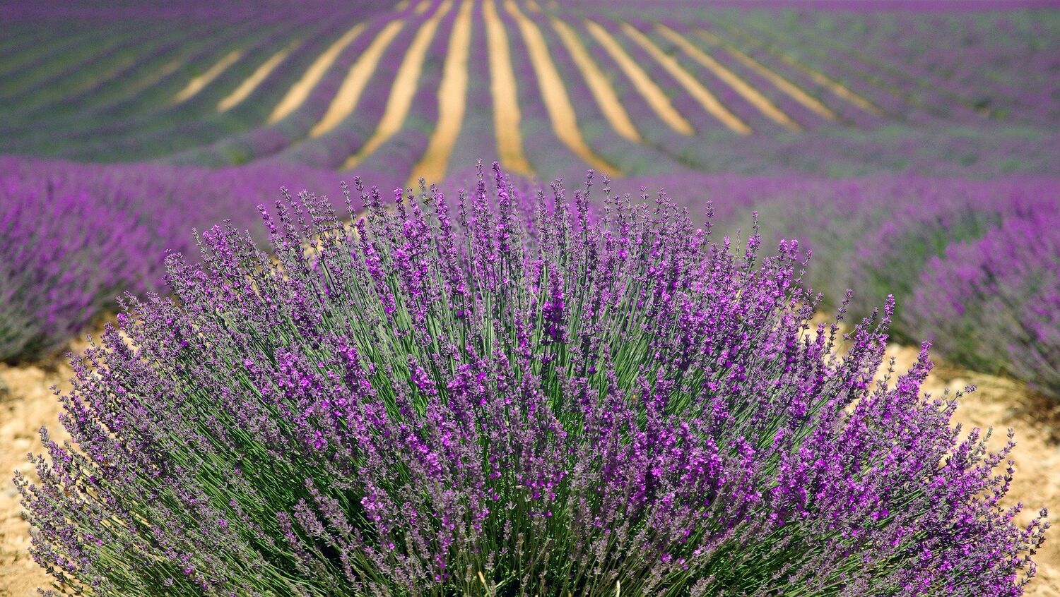 La lavanda te permitirá descubrir el olfato