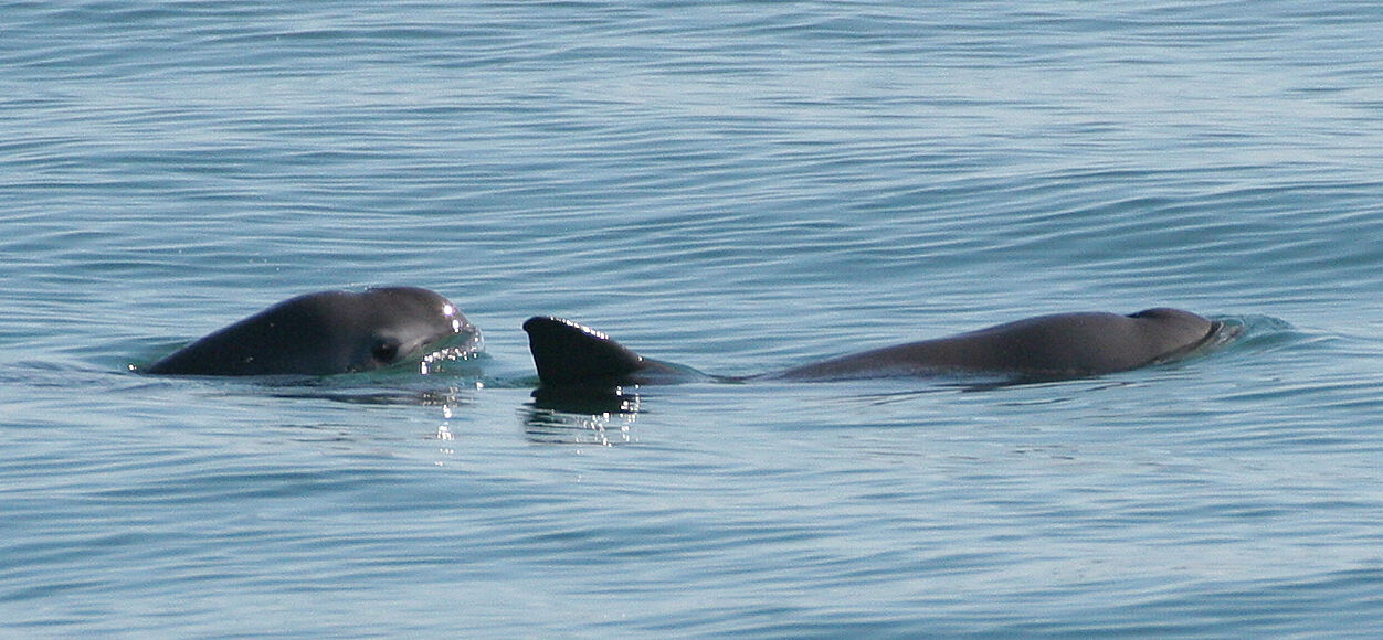 animales en peligro de extincion - vaquita marina