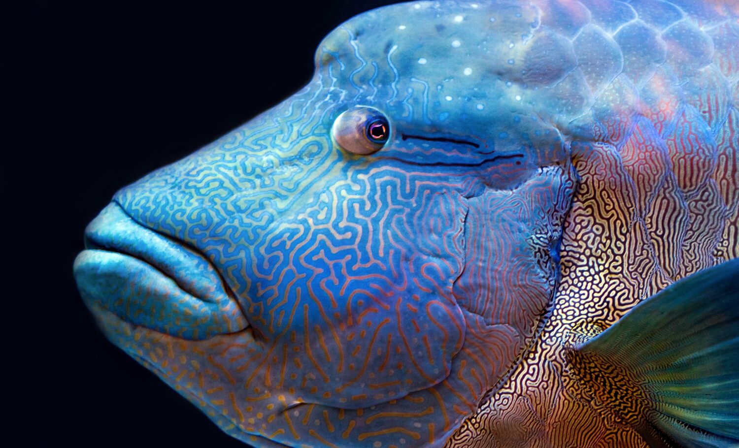 qué animales marinos están en peligro de extinción: pez napoleón