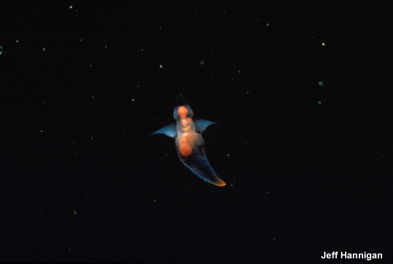 animales marinos en peligro de extinción: ángel de mar
