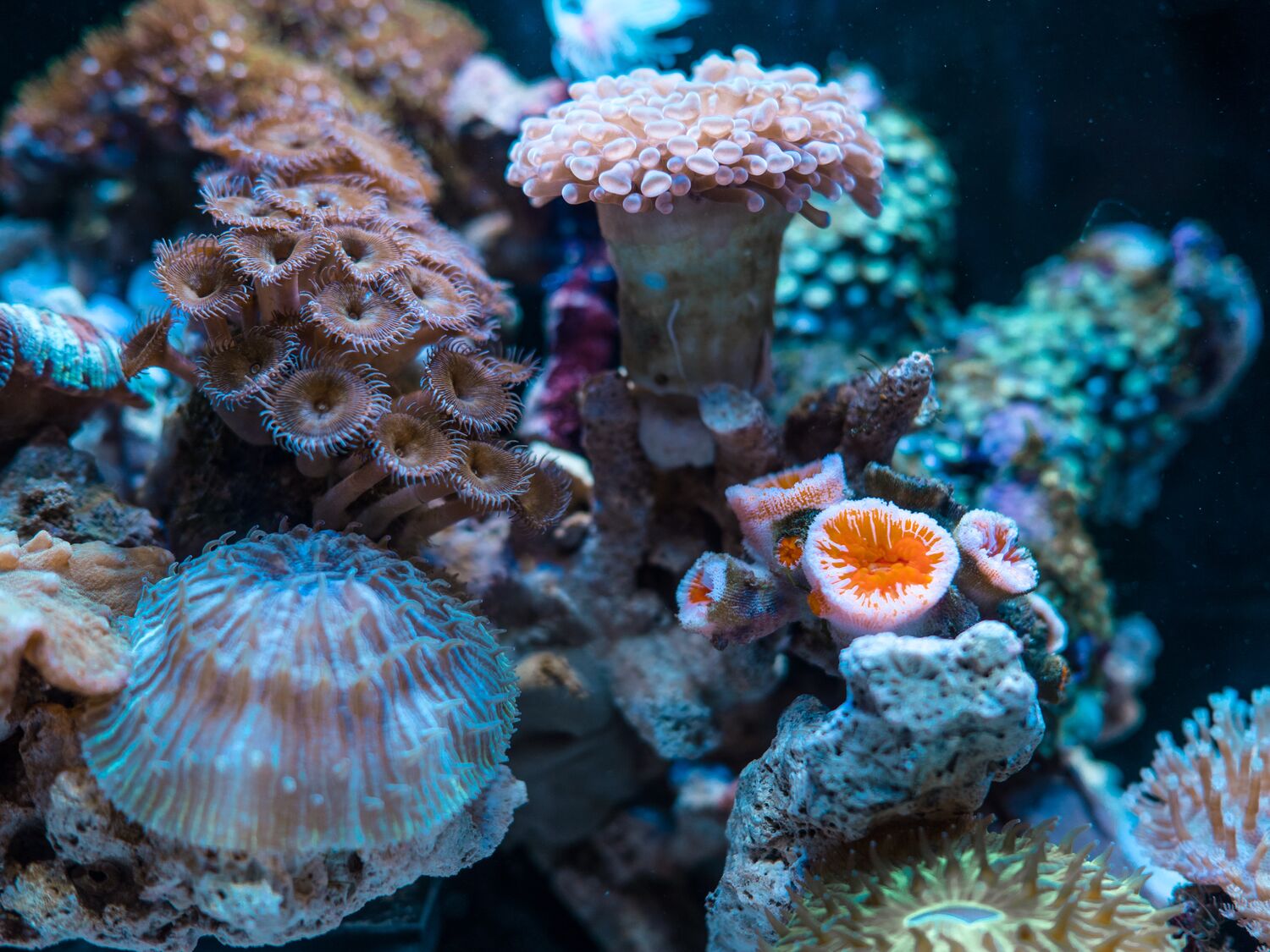 animales marinos en peligro de extinción: coral