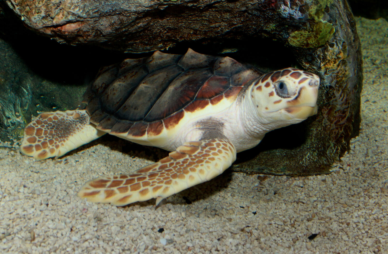 tortuga boba: animales marinos en peligro de extinción