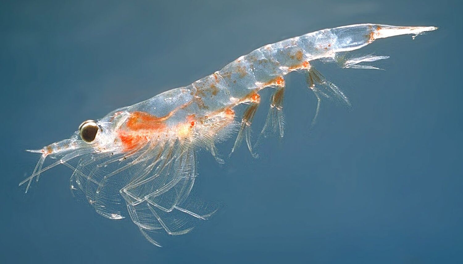 animales en peligro de extincion: krill