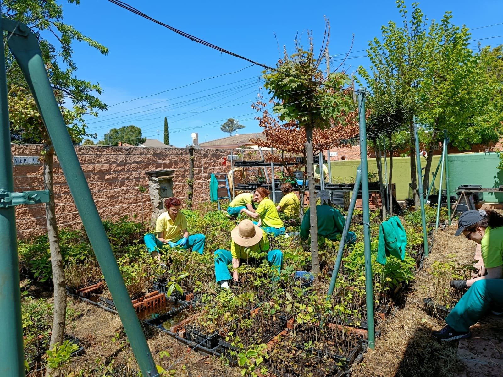 PROYECTO PLANTAMOS ÁRBOLES | Madrid | Ecólatras