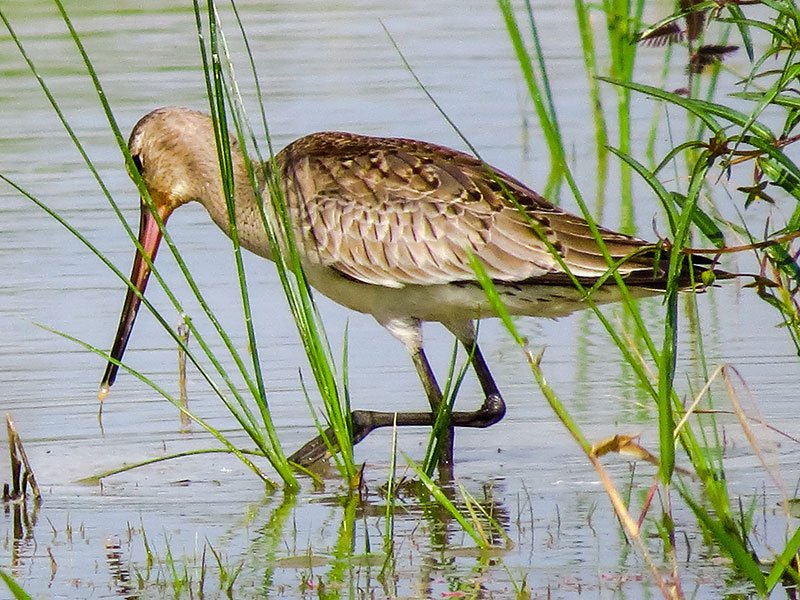 avistamiento de aves en un río con la vista de un pájaro