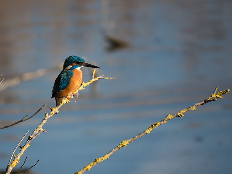 un martin pescador sobre una rama en un río