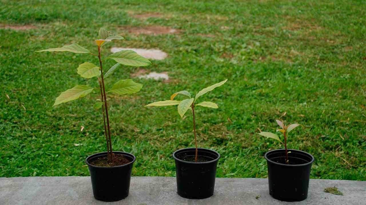 Plantas con huesos de aguacates