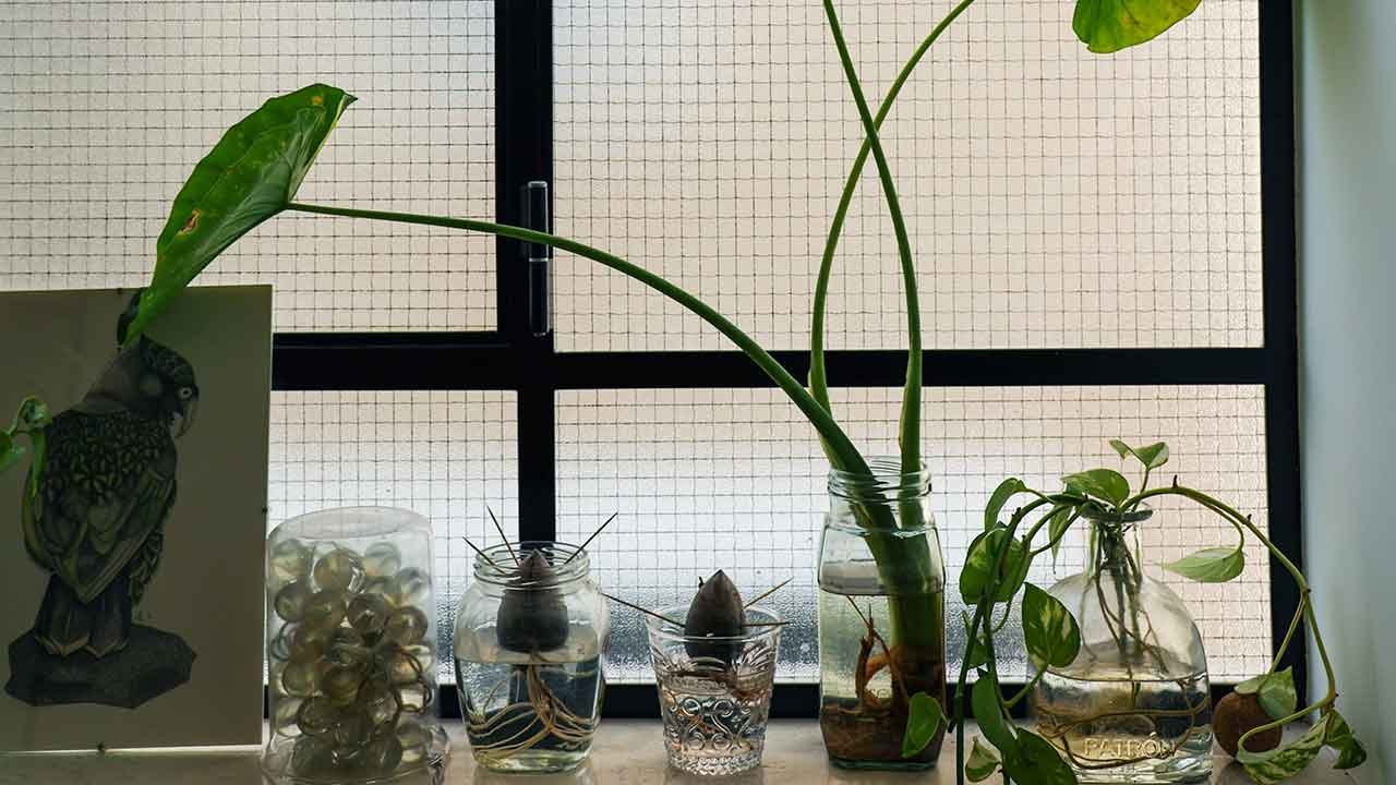 Huesos de aguacates plantados en un balcón