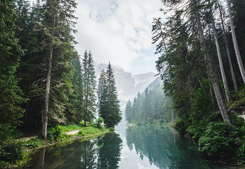 sonidos naturaleza en un bosque