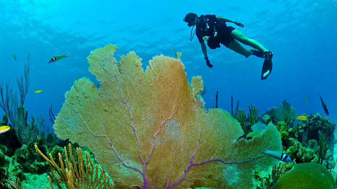 Buceador en el arrecife de coral de Honduras