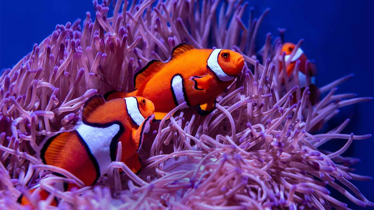 Peces payaso en un arrecife de coral