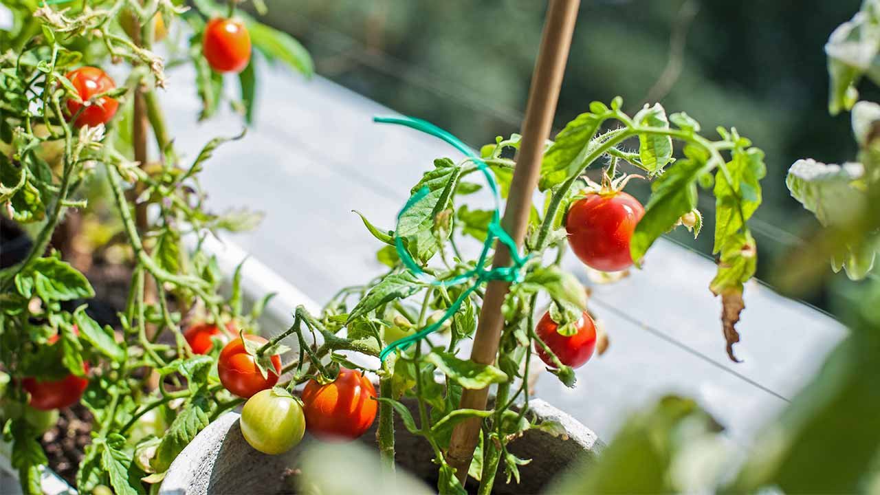 Tomate plantado en un huerto urbano