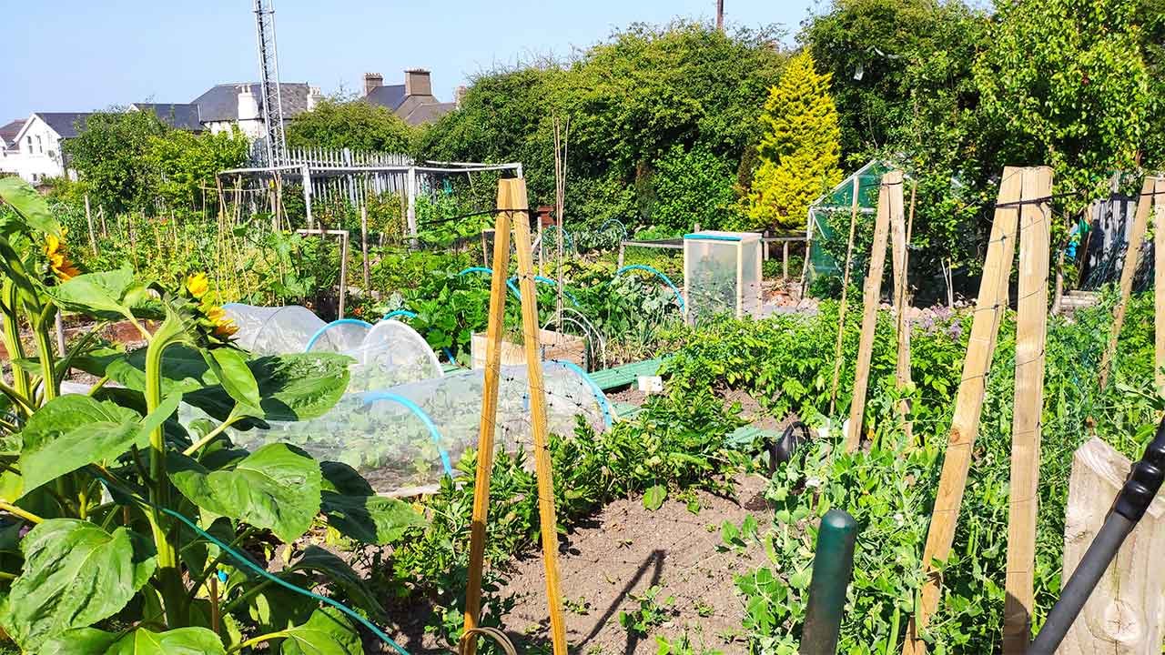 Ventajas de tener un huerto urbano