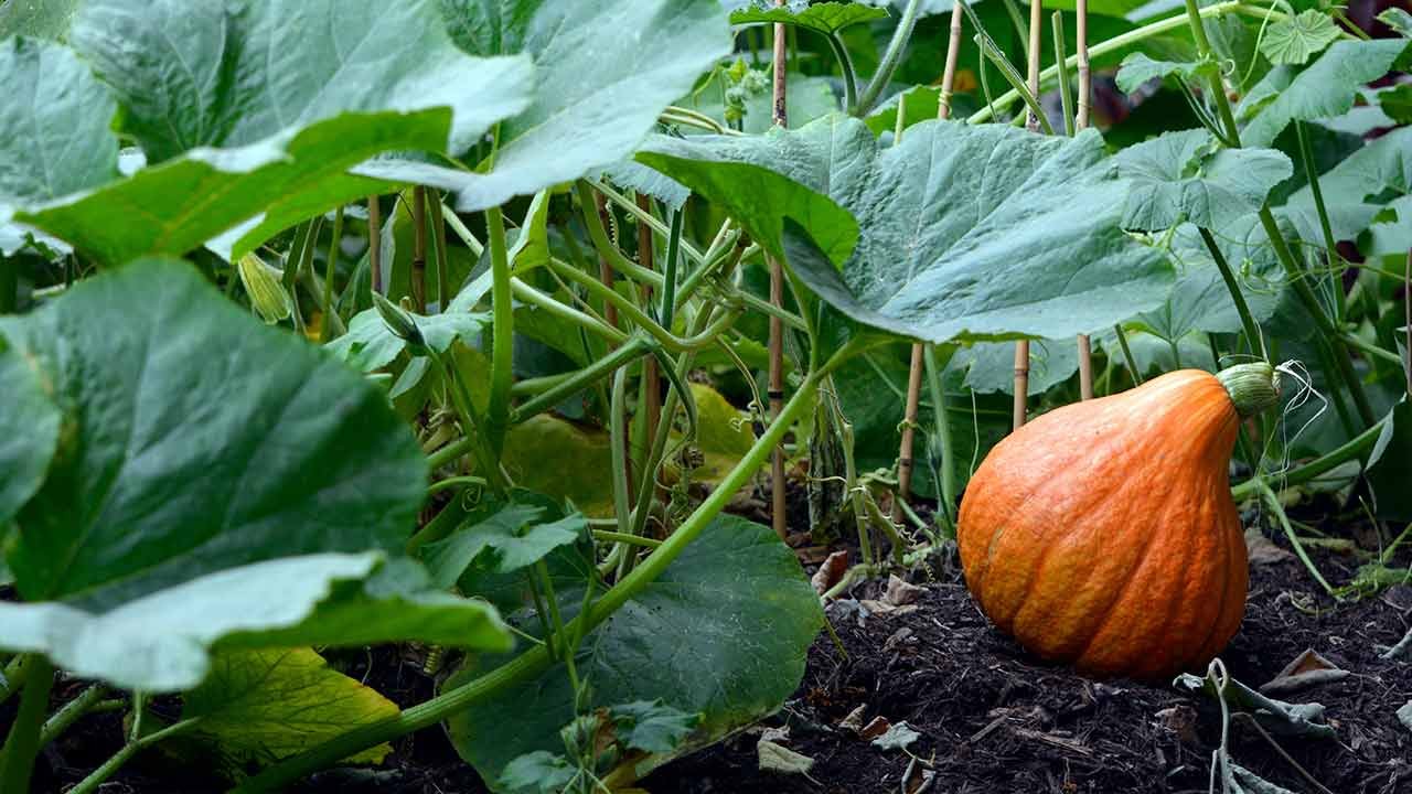 Calabaza, una de las verduras que podemos plantar en un huerto urbano