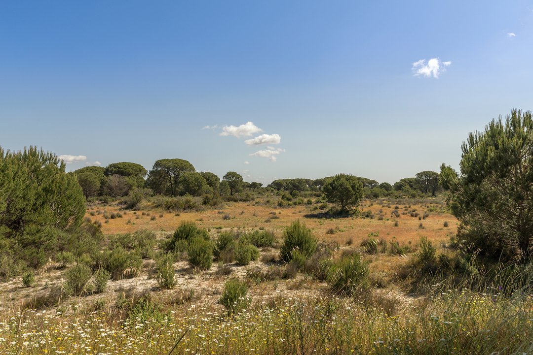 doñana seco por los problemas en sus acuiferos