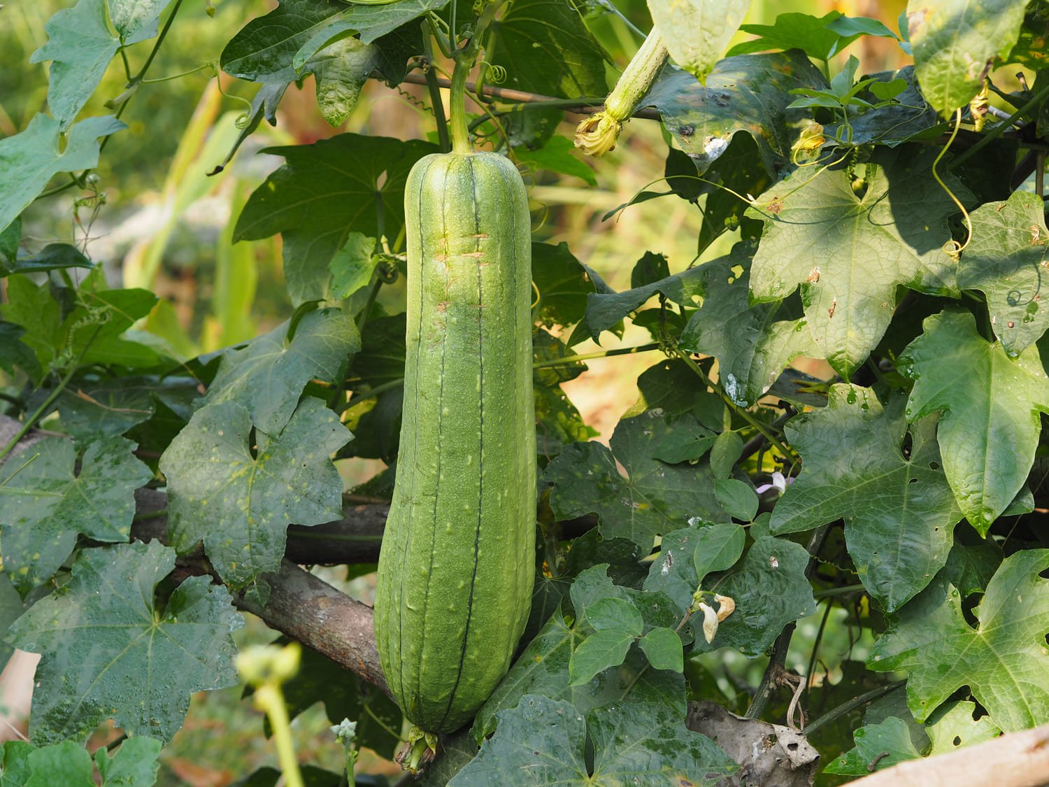 planta de la Luffa ecolatras