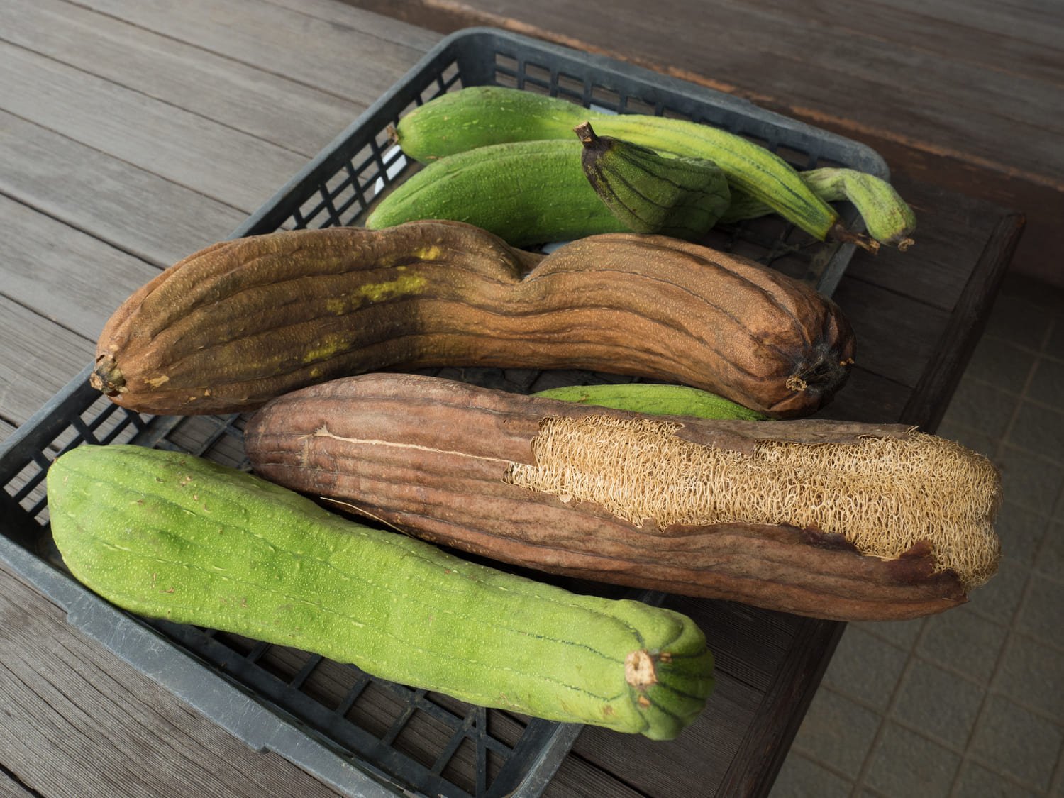 cesta con luffa