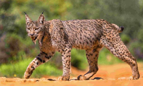 La supervivencia de los grandes felinos en un mundo que cambia  