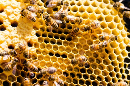 La colmena, el asombroso mundo de las abejas