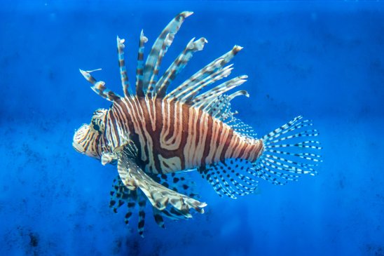 Conoce los peces invasores en España