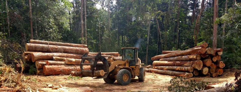 Deforestación: Qué es, causas y consecuencias