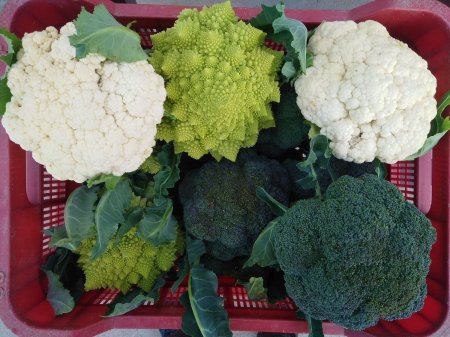 Piel con piel. Productos ecológicos a pie de huerta.