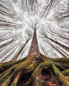 El libro bosque