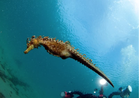 Población caballitos de mar - Club de buceo CIES Algeciras