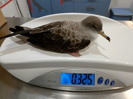 Espacio de Esperanza para la Avifauna de Málaga