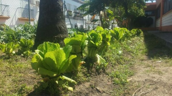 HUERTO ESCOLAR Y RECAPACICLA