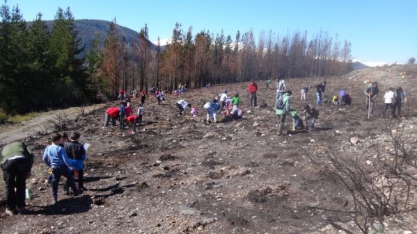 RECUPERANDO EL BOSQUE - RVRB