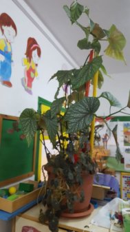 Repoblando nuestro centro-RVRB