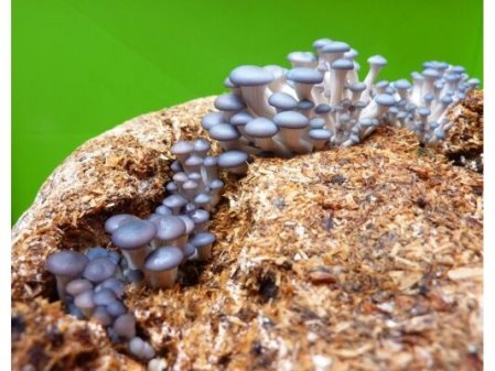 De  un residuo a un alimento: RECICLA  LA  BORRA  DE  CAFÉ