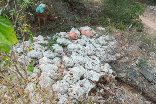 Salvemos el bosque