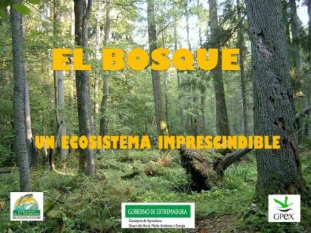El Bosque