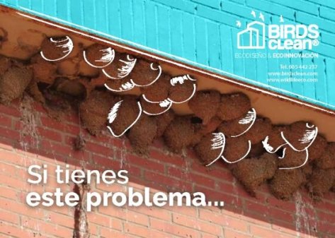 Birds Clean