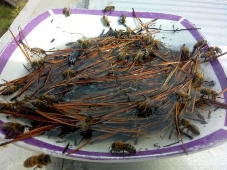 Bebederos para Abejas y demás polinizadores