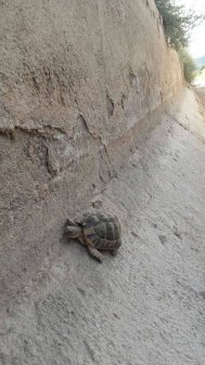 Rampas Salvavidas para el Canal de Aguas Claras