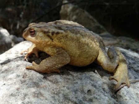 Rampas Salvavidas para el Canal de Aguas Claras