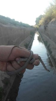 Rampas Salvavidas para el Canal de Aguas Claras