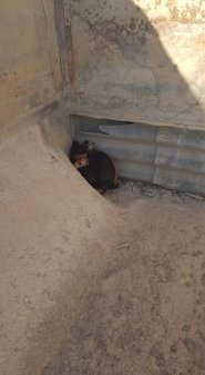Rampas Salvavidas para el Canal de Aguas Claras
