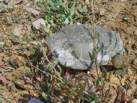 Rampas Salvavidas para el Canal de Aguas Claras