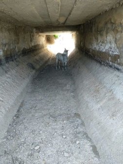Rampas Salvavidas para el Canal de Aguas Claras