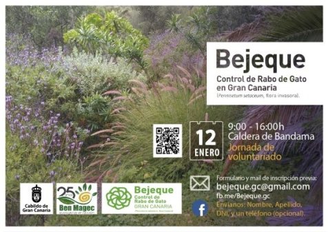 BEJEQUE CONTROL DEL RABO DE GATO ESPECIE EXÓTICA INVASORA