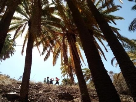 P1514 EL PALMERAL CRECE